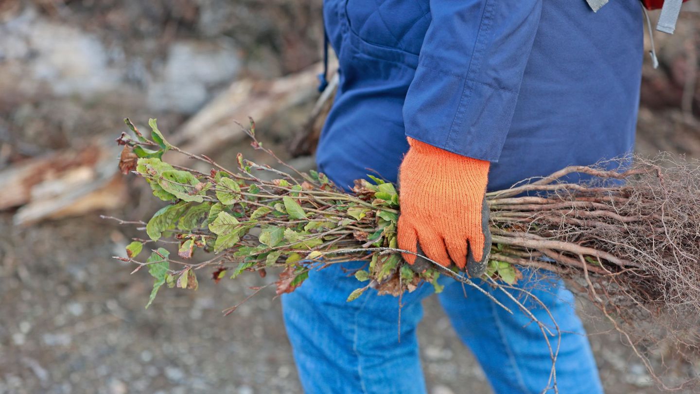 Baumsetzlinge werden vorbereitet, um noch bis Ende November gepflanzt zu werden. (Symbolbild) Foto: Matthias Bein/dpa