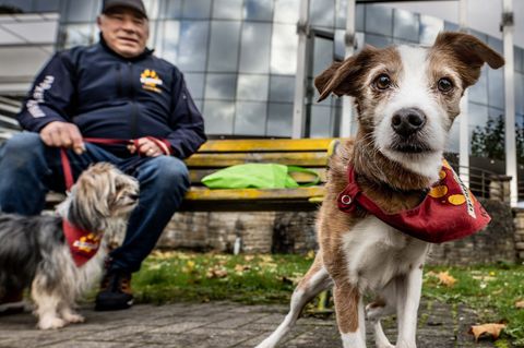 Die Malteser suchen Teams aus Hund und Mensch, um anderen etwas Gutes zu tun. (Archivbild) Foto: Dieter Menne/dpa