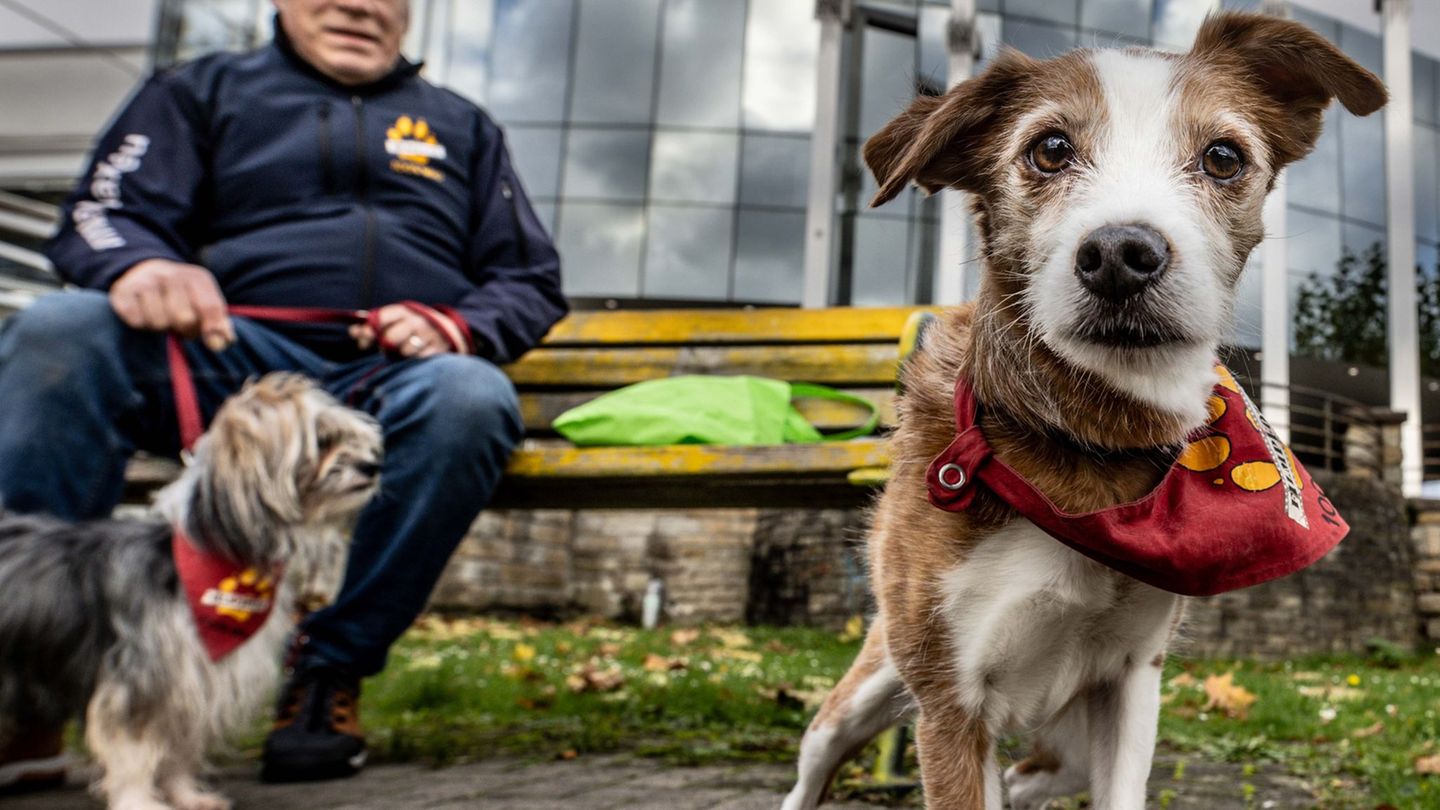 Die Malteser suchen Teams aus Hund und Mensch, um anderen etwas Gutes zu tun. (Archivbild) Foto: Dieter Menne/dpa