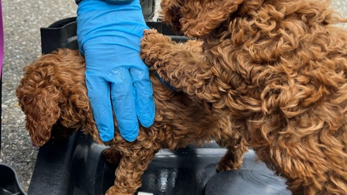 Die Hunde kamen anschließend in ein Tierheim. Foto: --/Polizeipräsidium Freiburg/dpa