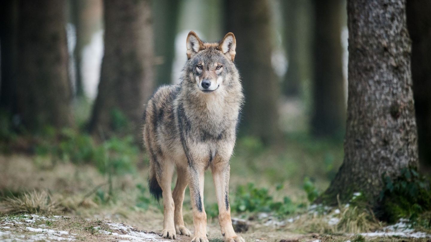 Die Wolfs-Hotline in Sachsen schaltet nachts Anrufbeantworter. (Archivbild) Foto: Bernd Thissen/dpa