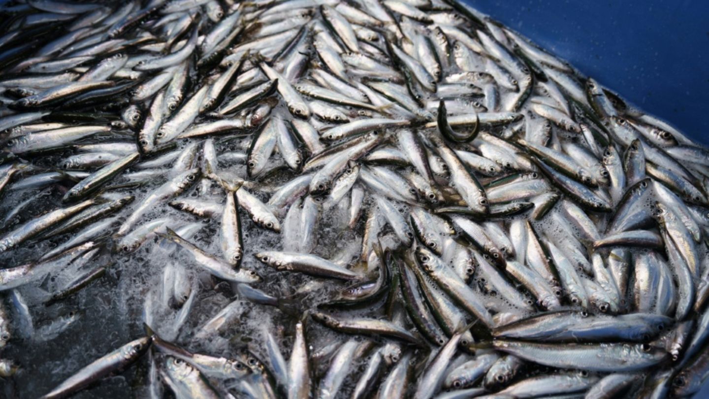 Von Fischern gefangene Heringe