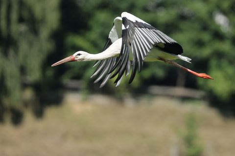 Wer bis zum 31. Januar 2026 in Hessen einen Weißstorch sieht, kann ihn auf der Webseite des Nabu melden. Foto: Thomas Warnack/dp