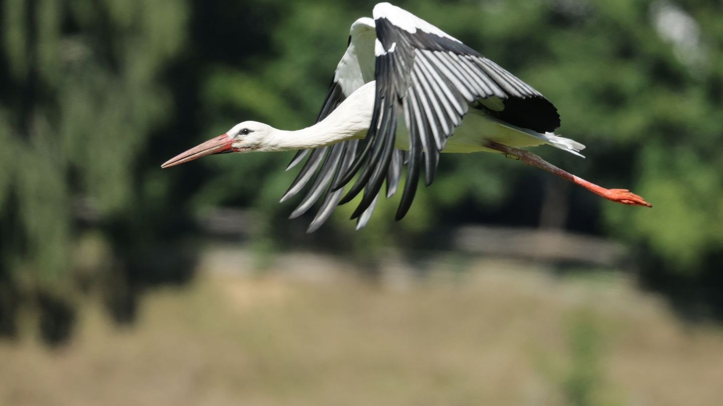 Wer bis zum 31. Januar 2026 in Hessen einen Weißstorch sieht, kann ihn auf der Webseite des Nabu melden. Foto: Thomas Warnack/dp