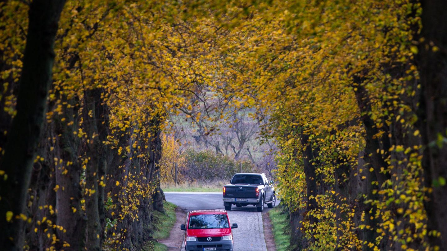 An den Kreis- und Gemeindestraßen steht es schlecht um den Alleenschutz, sagt die Umweltorganisation BUND. (Archivbild) Foto: Je