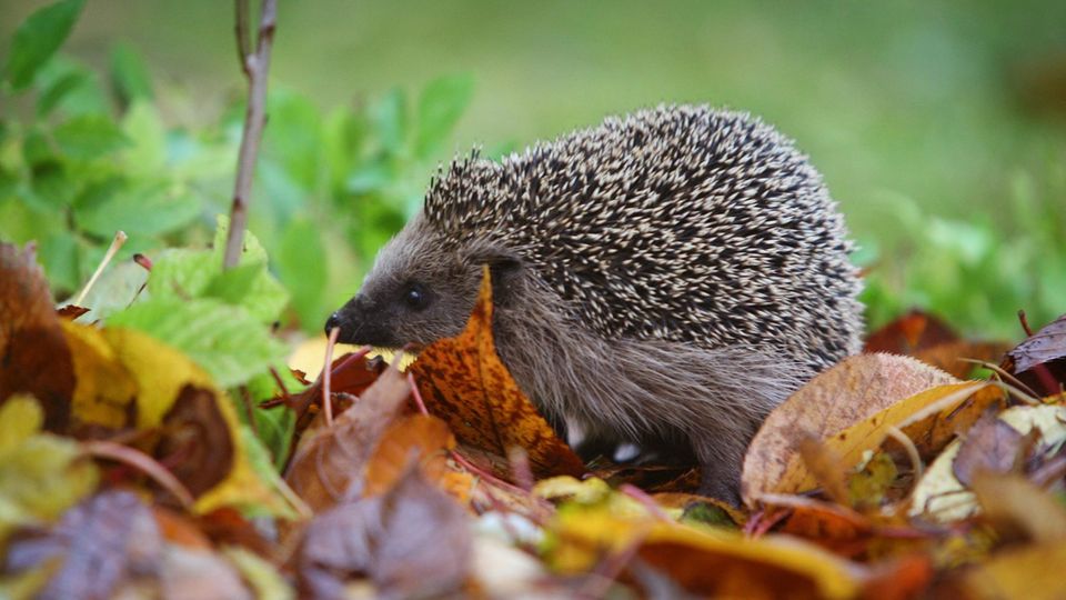 Igel in Not: So füttern Sie die Tiere fit für den Winterschlaf