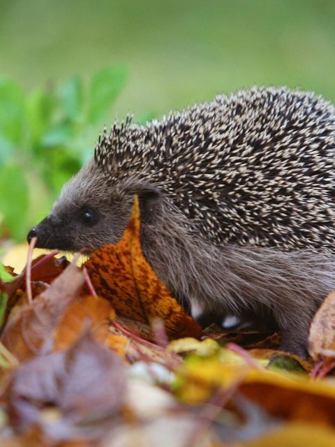 Igel in Not: So füttern Sie die Tiere fit für den Winterschlaf