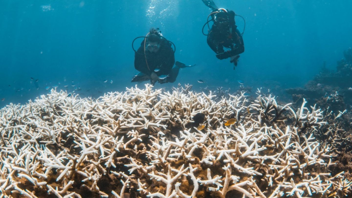Ausgeblichene Korallen im Great Barrier Reef als Folge des Klimawandels