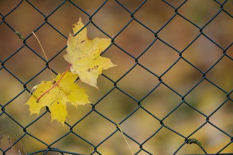 Von gelb bis golden: Zwischen Nebel und Sonne klettern die Temperaturen bis 17 Grad. Foto: Thomas Warnack/dpa