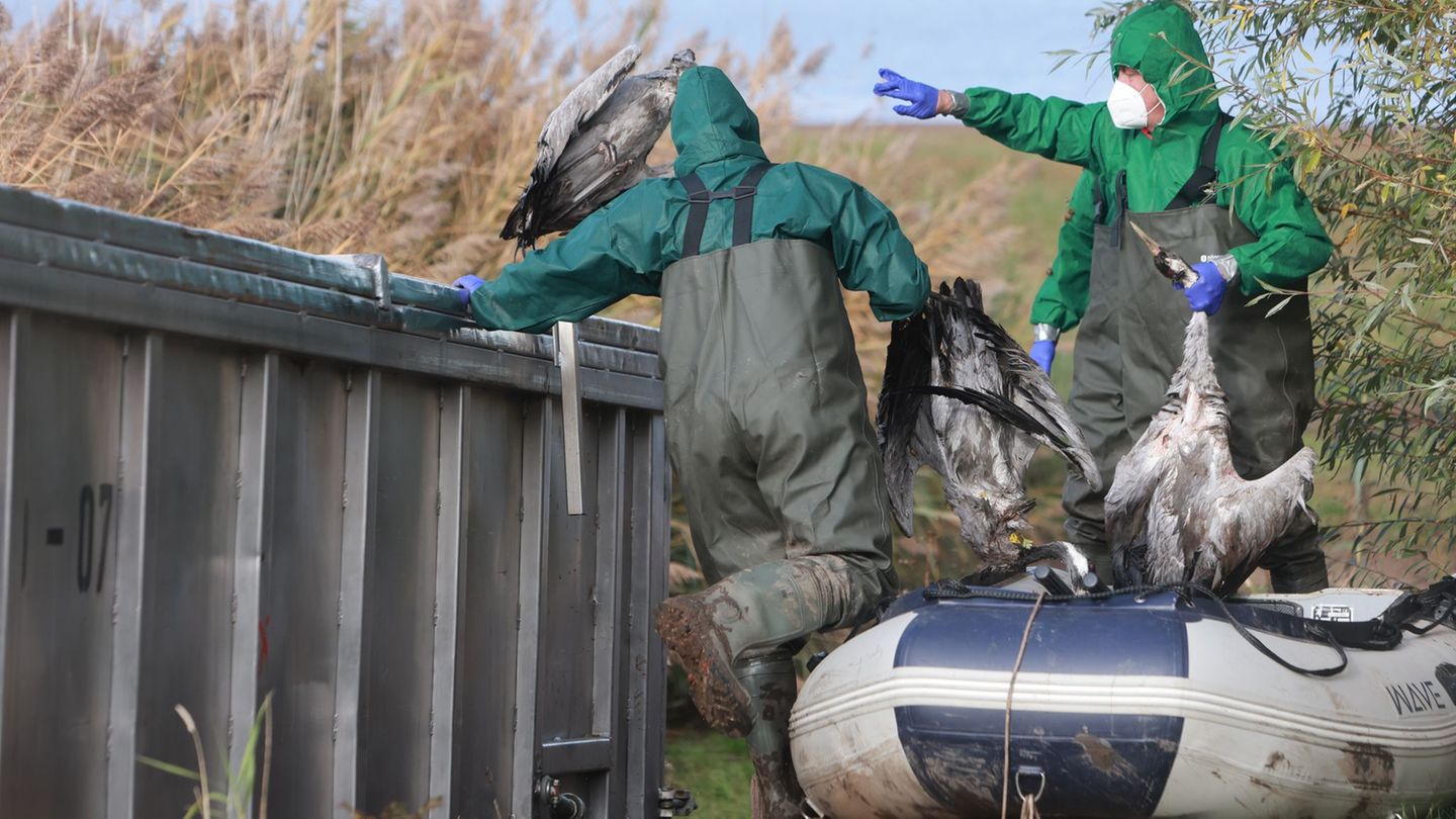 Vor allem Kraniche sind in diesem Jahr von der Vogelgrippe betroffen. (Symbolbild) Foto: Matthias Bein/dpa