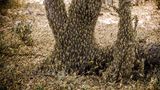 Hunderte Wüstenheuschrecken auf einem Baum