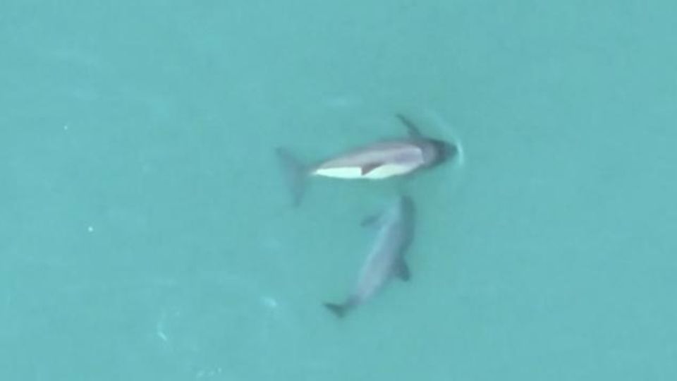 Eine Vaquita-Mutter schwimmt mit ihrem Kalb im klaren Ozean.