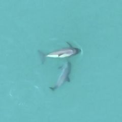 Eine Vaquita-Mutter schwimmt mit ihrem Kalb im klaren Ozean.