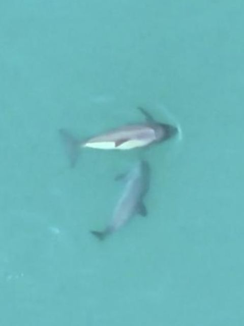 Eine Vaquita-Mutter schwimmt mit ihrem Kalb im klaren Ozean.