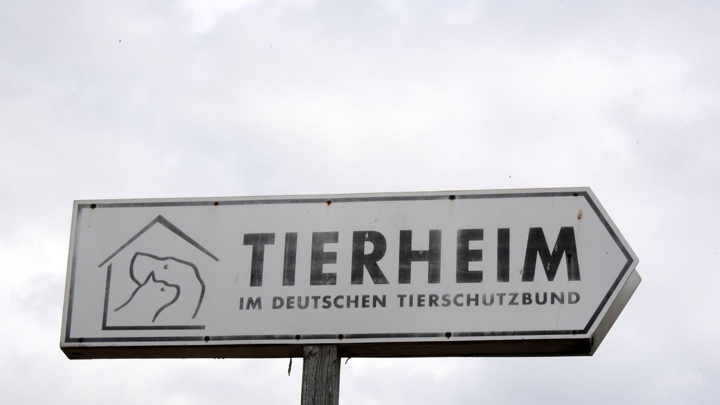 Künftig gibt es mehr Förderung für Tierschutz in Sachsen. (Symbolbild) Foto: Waltraud Grubitzsch/dpa-Zentralbild/dpa