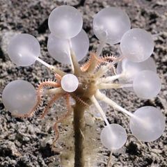 Der harmlose Anblick der Todesball-Kreatur trügt