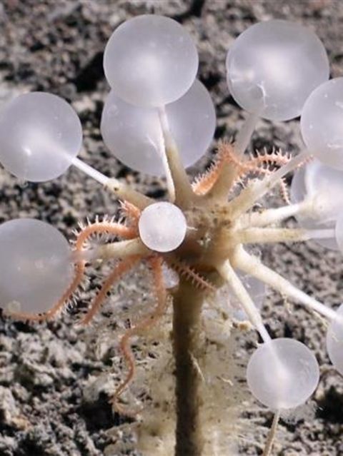 Der harmlose Anblick der Todesball-Kreatur trügt