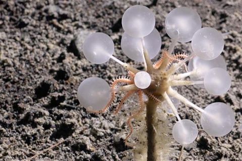 Der harmlose Anblick der Todesball-Kreatur trügt