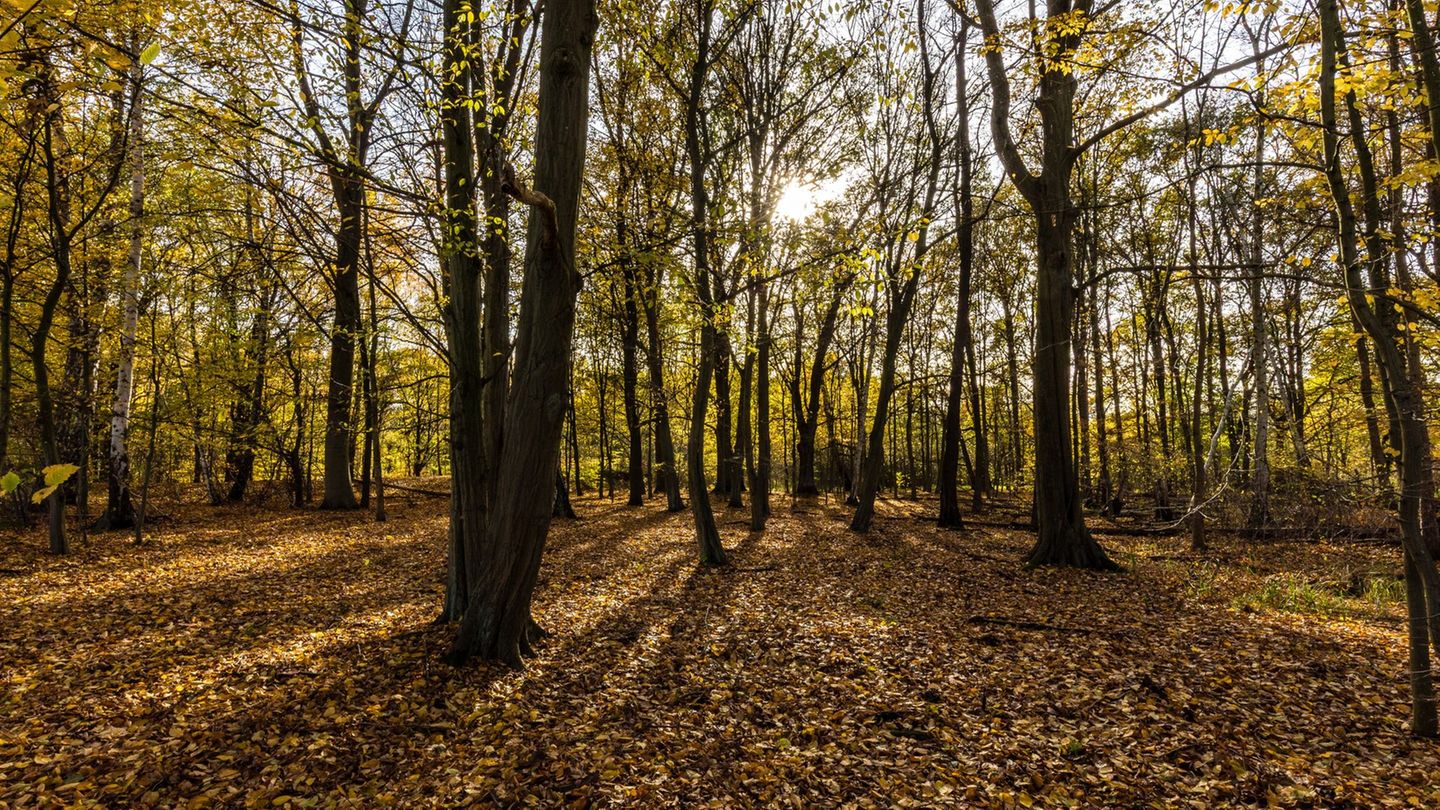 Das Wetter lädt weiterhin zu einem Herbstspaziergang ein. (Symbolbild) Foto: Frank Hammerschmidt/dpa