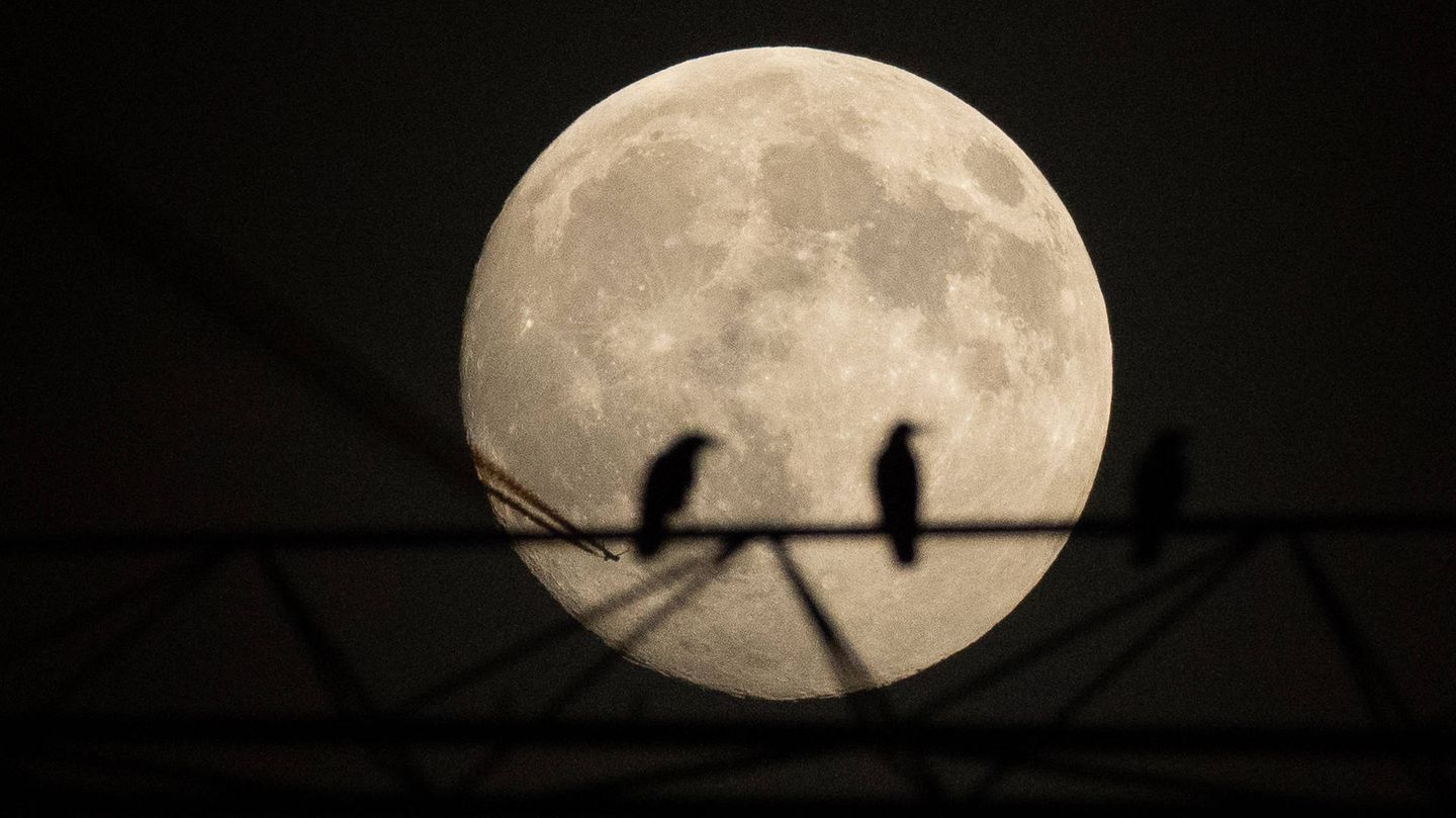 Frankfurt, Deutschland. Die Umrisse zweier Vögel zeigen sich vor dem hellen Vollmond, der am Mittwoch zum Supermond mutiert, also dem größten Vollmond des Jahres. Um 23.16 Uhr scheint er besonders groß, da er dann nur rund 356.400 Kilometer von der Erde entfernt sein wird