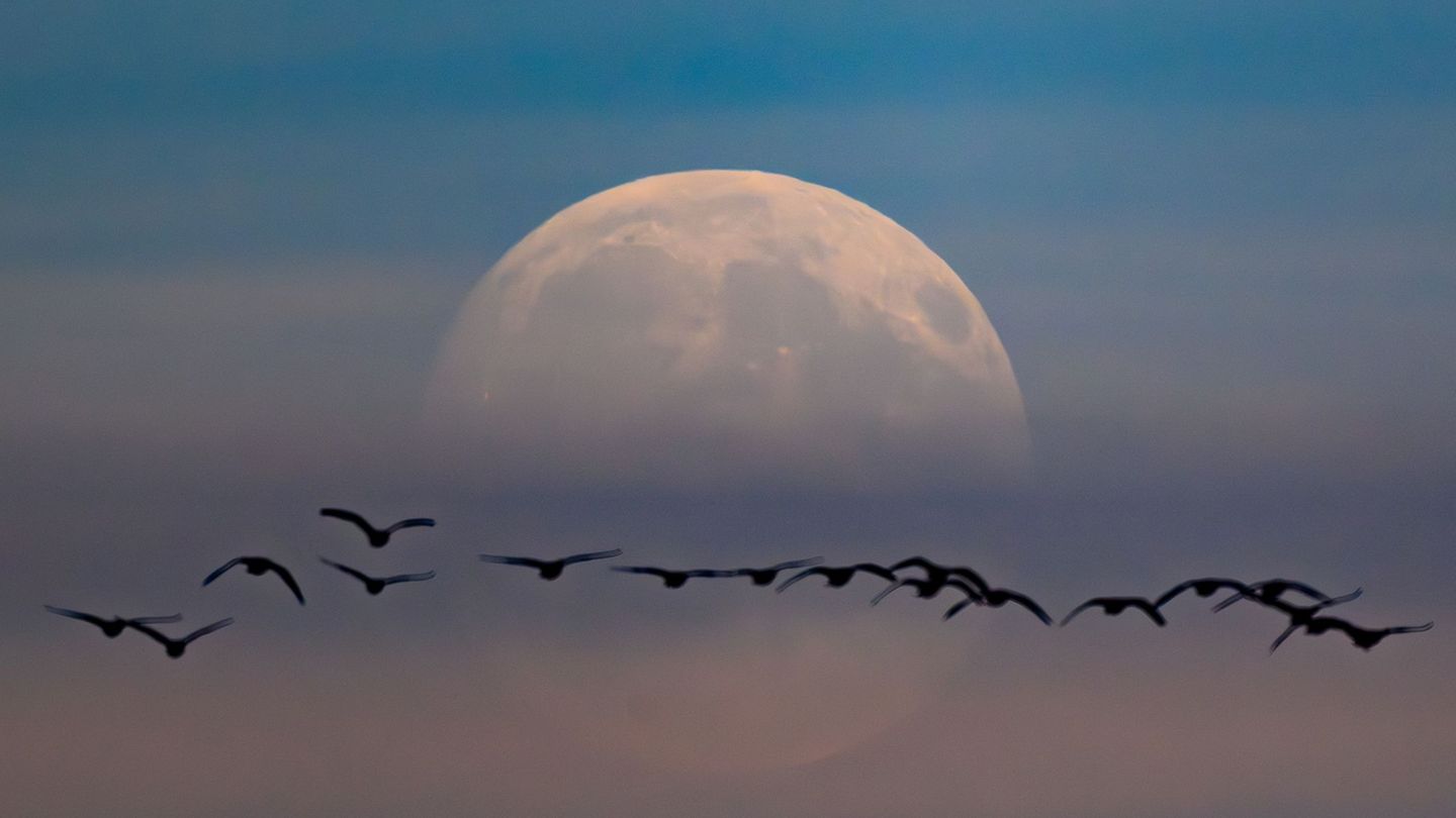 Nach Sonnenuntergang steht heute Abend ein Supermond am Himmel. (Archivbild) Foto: Patrick Pleul/dpa