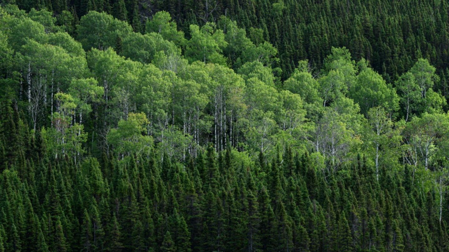 Zitterpappeln in Kanada