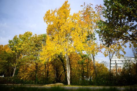 Die Zitterpappel (Populus tremula) - auch Espe oder Aspe genannt - ist Baum des Jahres 2026. Foto: Julian Stratenschulte/dpa