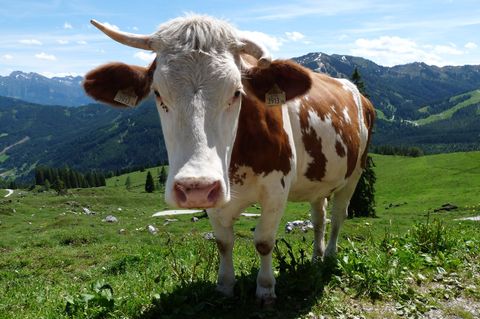 Auf der B28 hat eine Kuh über Stunden für Verkehrschaos gesorgt. (Symbolbild) Foto: Merle Schmalenbach/dpa-tmn