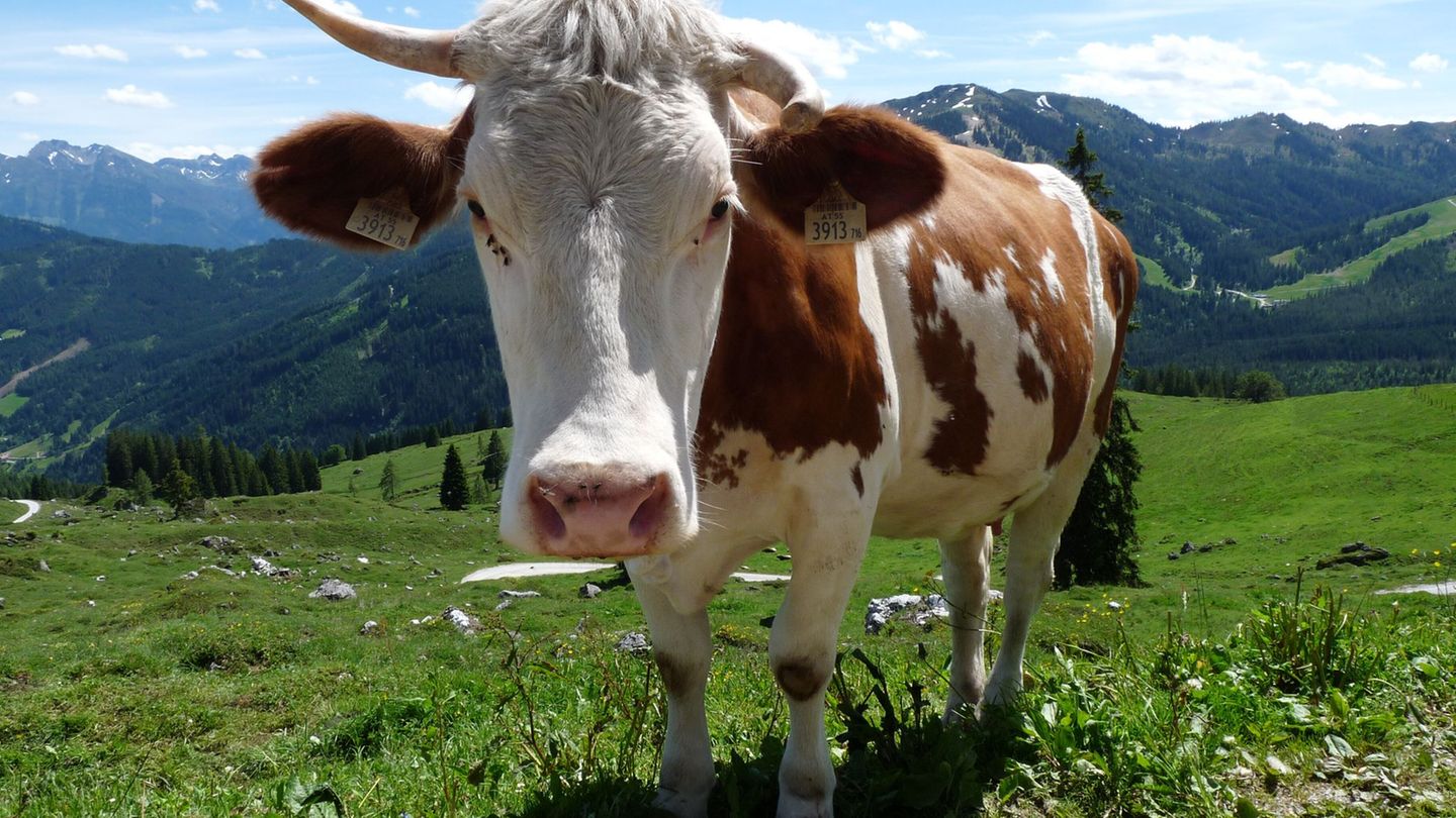Auf der B28 hat eine Kuh über Stunden für Verkehrschaos gesorgt. (Symbolbild) Foto: Merle Schmalenbach/dpa-tmn