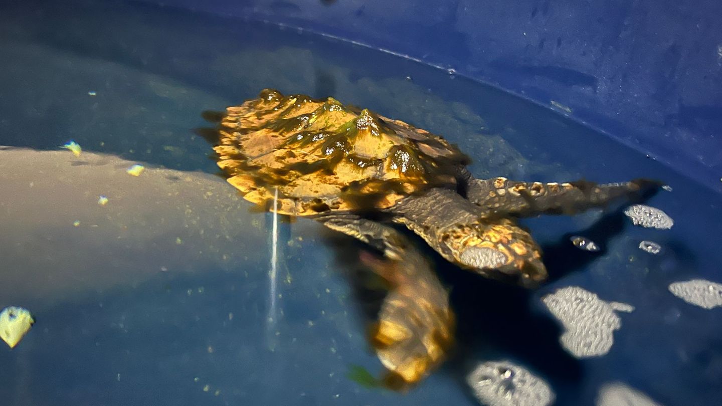 Geplant ist, dass die Schildkröte im kommenden Jahr in Frankreich ausgewildert wird. Foto: Lea Albert/dpa