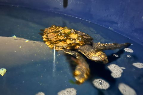 Geplant ist, dass die Schildkröte im kommenden Jahr in Frankreich ausgewildert wird. Foto: Lea Albert/dpa