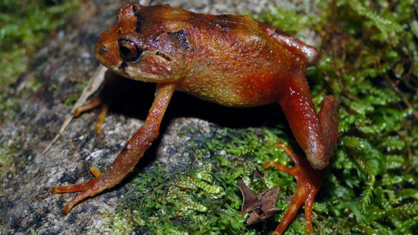 Die Frösche haben eine rot-schwarze Färbung