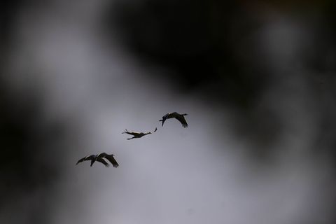 Mit dem Vogelzug breitet sich auch die Vogelgrippe verstärkt aus – in diesem Jahr sind besonders viele Kraniche betroffen. (Arch