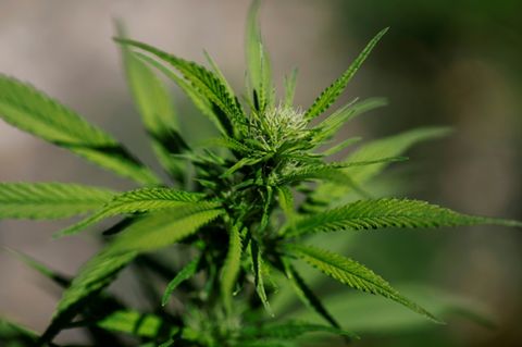 Cannabispflanze