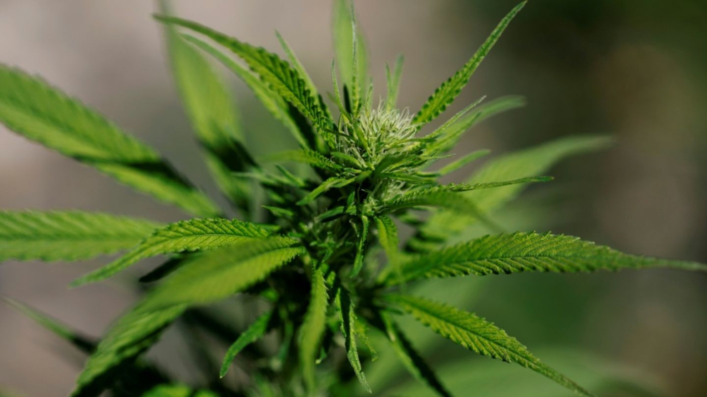 Cannabispflanze
