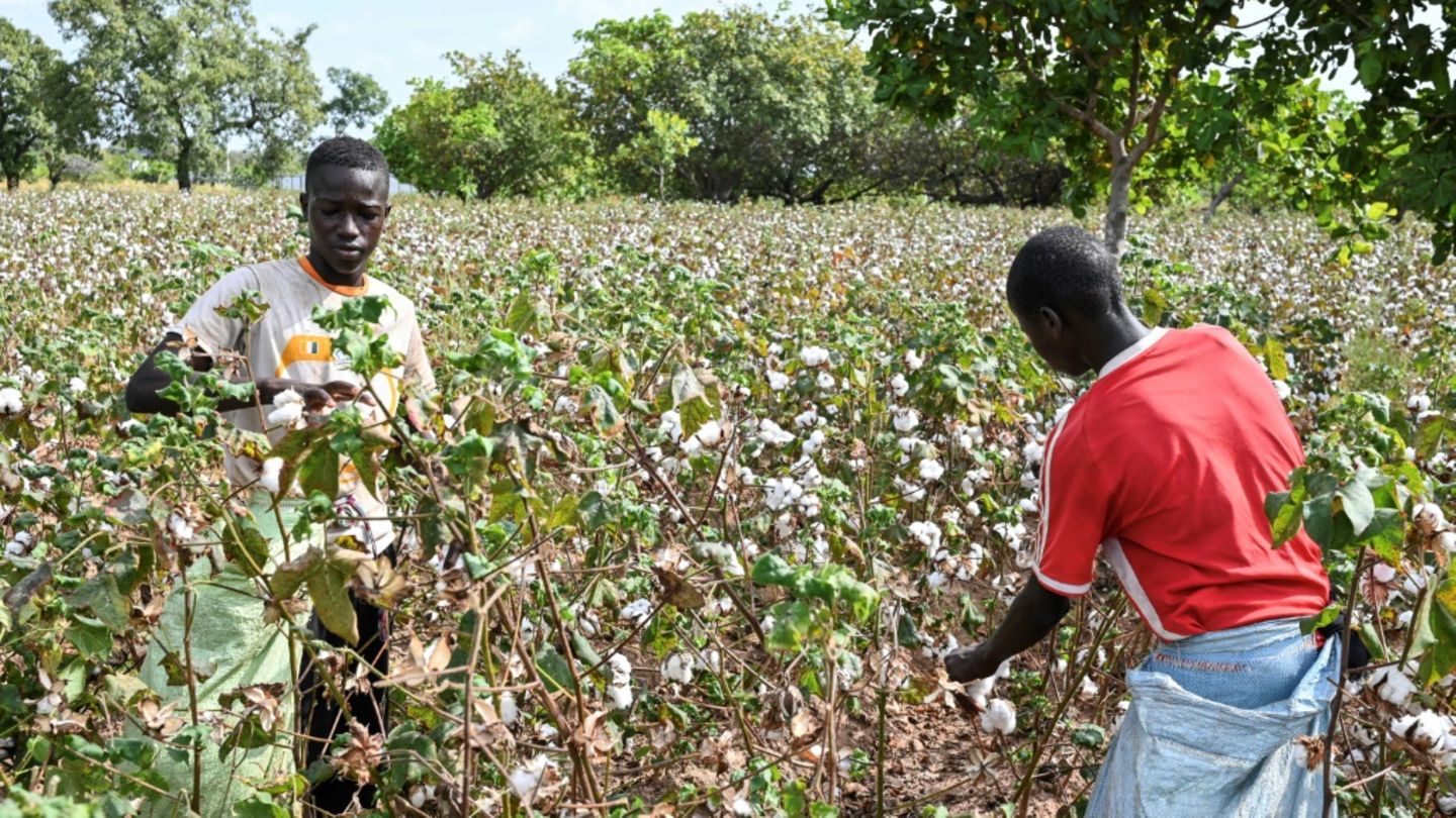 Baumwollernte