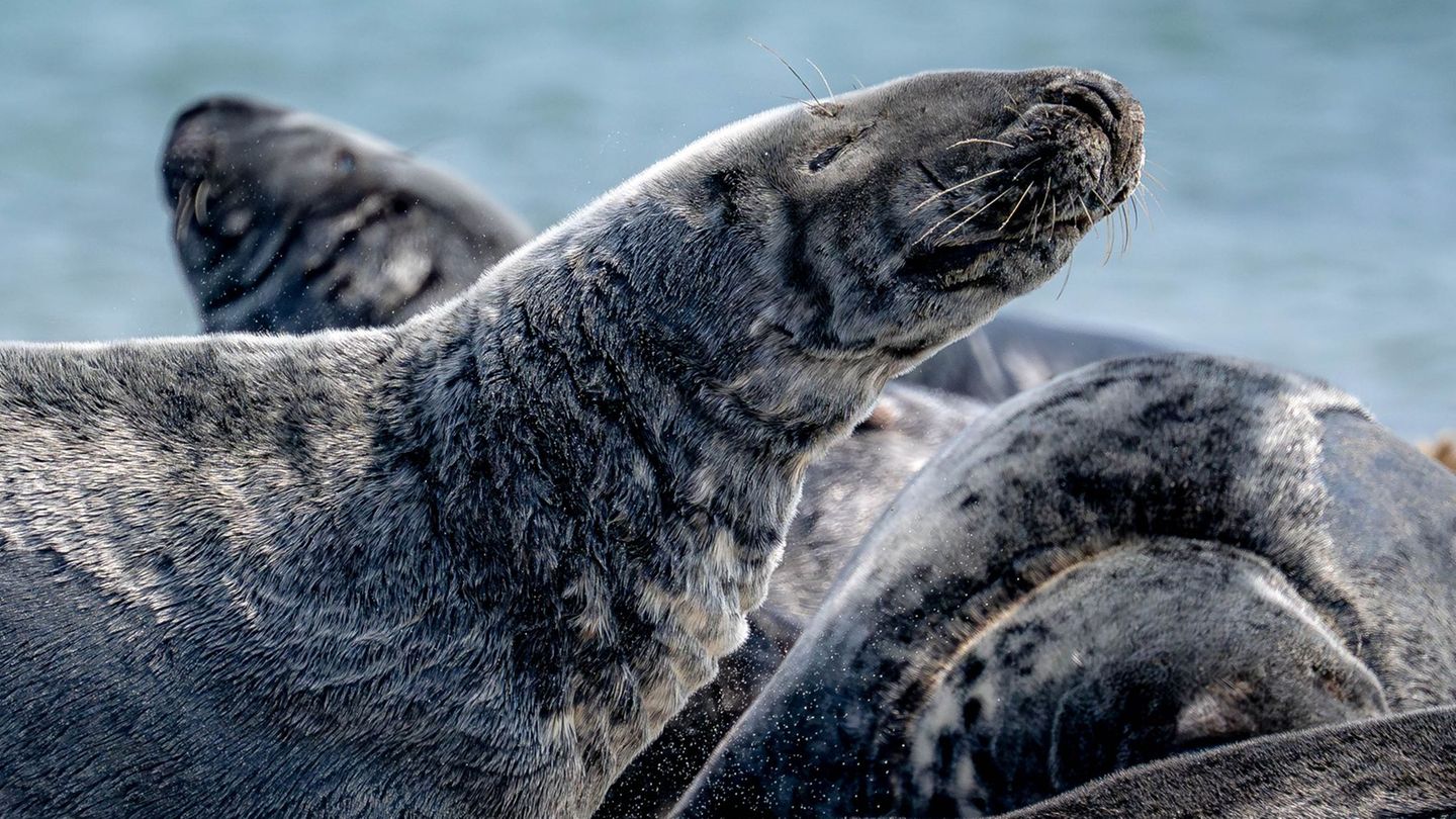 Auf Helgoland gibt es wieder Kegelrobben-Nachwuchs. (Symbolbild) Foto: Sina Schuldt/dpa