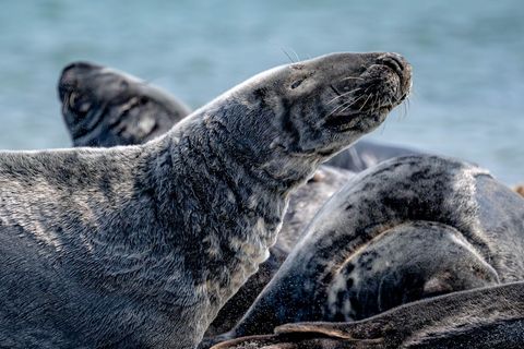 Auf Helgoland gibt es wieder Kegelrobben-Nachwuchs. (Symbolbild) Foto: Sina Schuldt/dpa