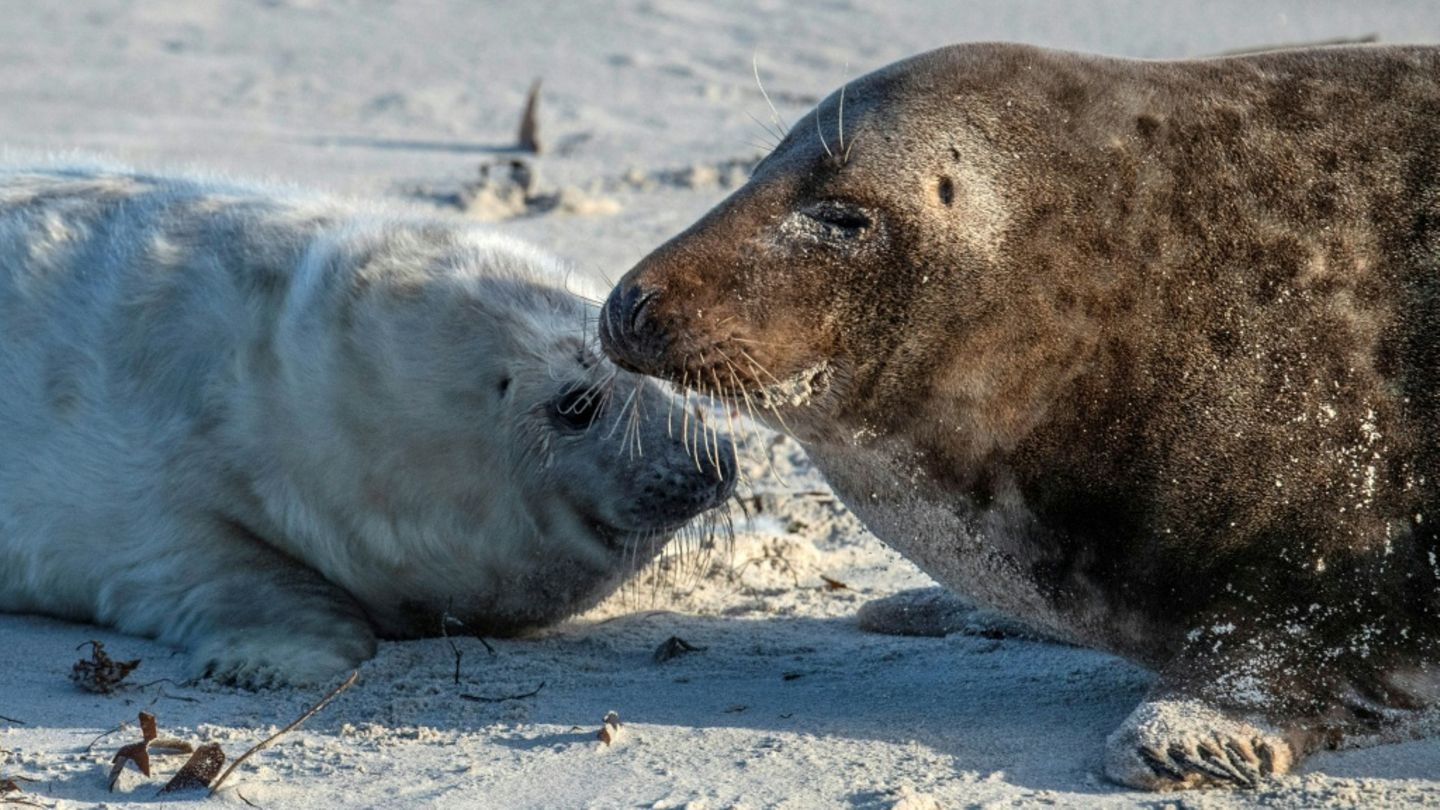 Kegelrobbe mit etwas älterem Jungtier auf Helgoland