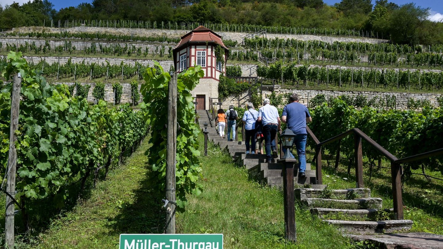 Die Erträge in den Weinbergen lagen weit über den Niveau des Vorjahres. (Archivbild) Foto: Heiko Rebsch/dpa/ZB