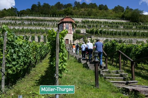 Die Erträge in den Weinbergen lagen weit über den Niveau des Vorjahres. (Archivbild) Foto: Heiko Rebsch/dpa/ZB