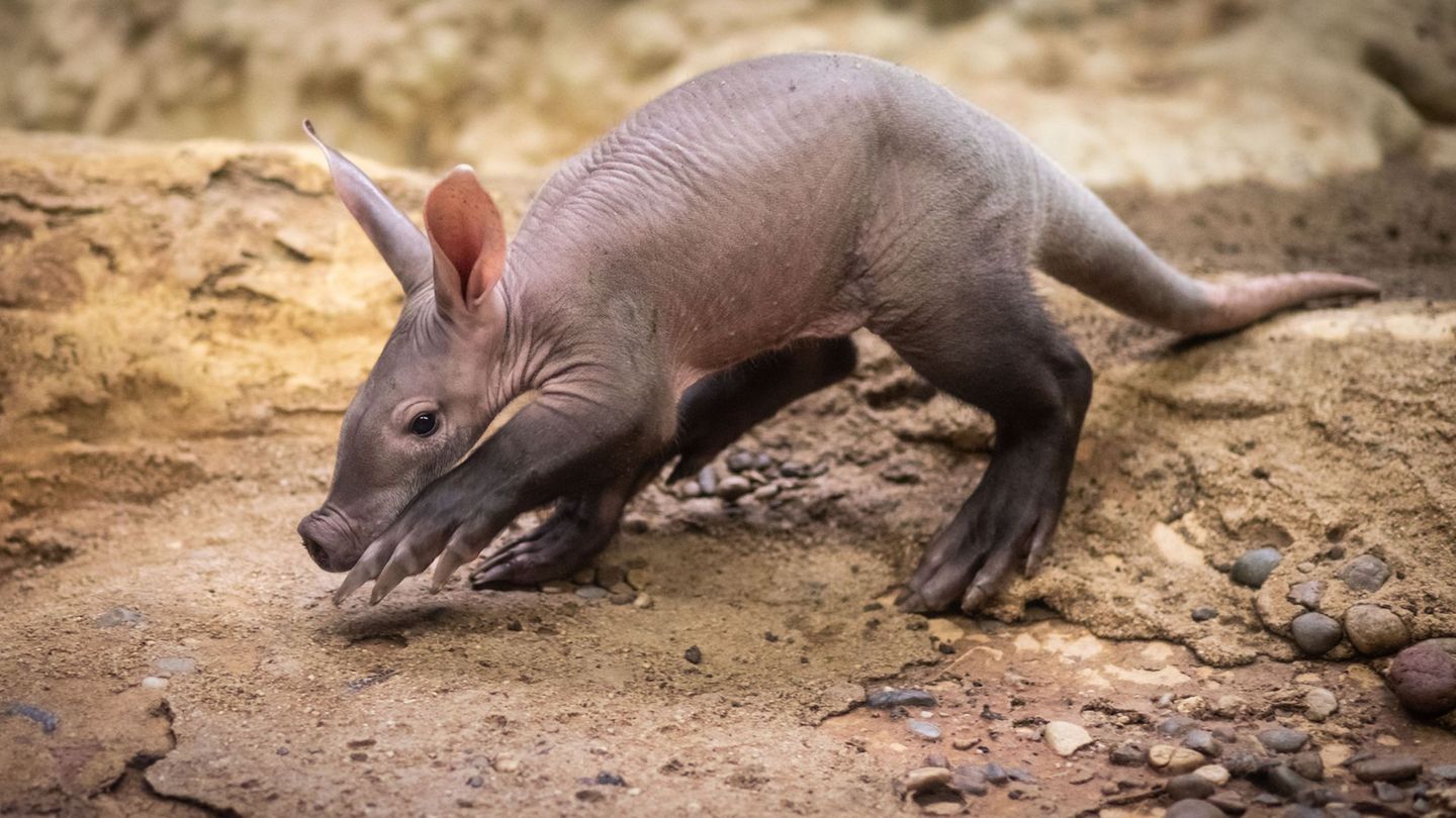In Frankfurt gab es 37 Erdferkel-Geburten in den vergangenen 60 Jahren. (Archivbild) Foto: Frank Rumpenhorst/dpa