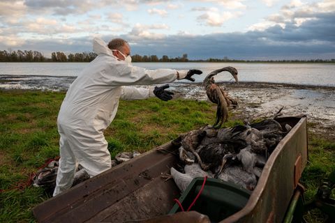 In Brandenburg gibt das Landwirtschaftsministerium keine Entwarnung bei der Vogelgrippe. (Archivbild) Foto: Christophe Gateau/dp