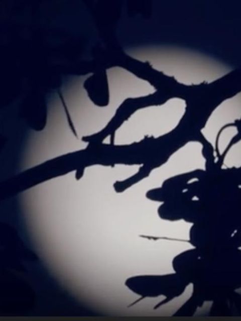 Der Mond erscheint hinter einem Ast überdurschnittlich hell und groß.