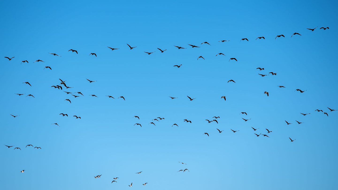 Im Landkreis Heilbronn wurde eine mit der Vogelgrippe infizierte Graugans gefunden. (Symbolbild) Foto: Daniel Bockwoldt/dpa