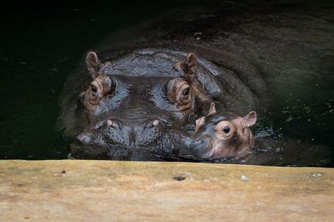 Ende September brachte Flusspferd-Mama Nala den kleinen Bullen auf die Welt. Foto: -/Zoo Berlin/dpa