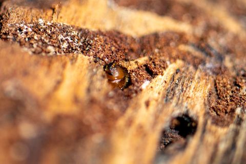 Borkenkäfer sind klein, können in Nadelwäldern aber große Schäden anrichten. (Symbolbild) Foto: Armin Weigel/dpa