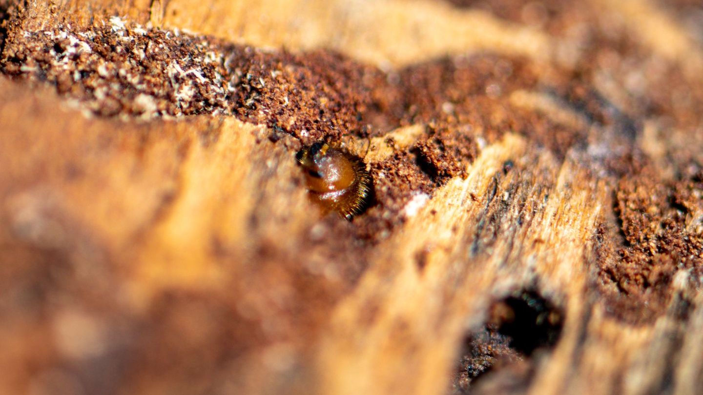 Borkenkäfer sind klein, können in Nadelwäldern aber große Schäden anrichten. (Symbolbild) Foto: Armin Weigel/dpa