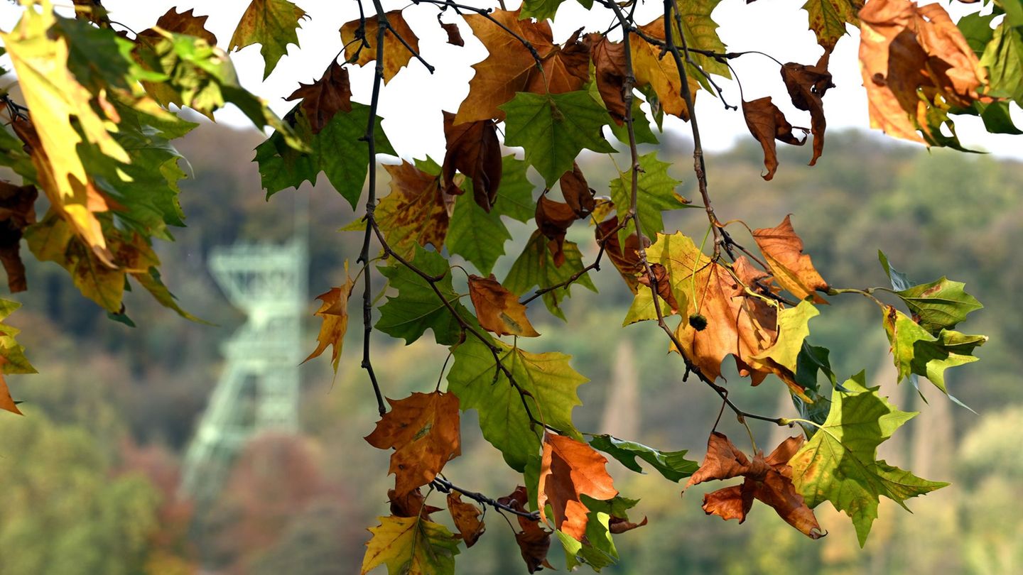 In NRW bleibt es für die Jahreszeit ungewöhnlich mild. (Archivbild) Foto: Federico Gambarini/dpa