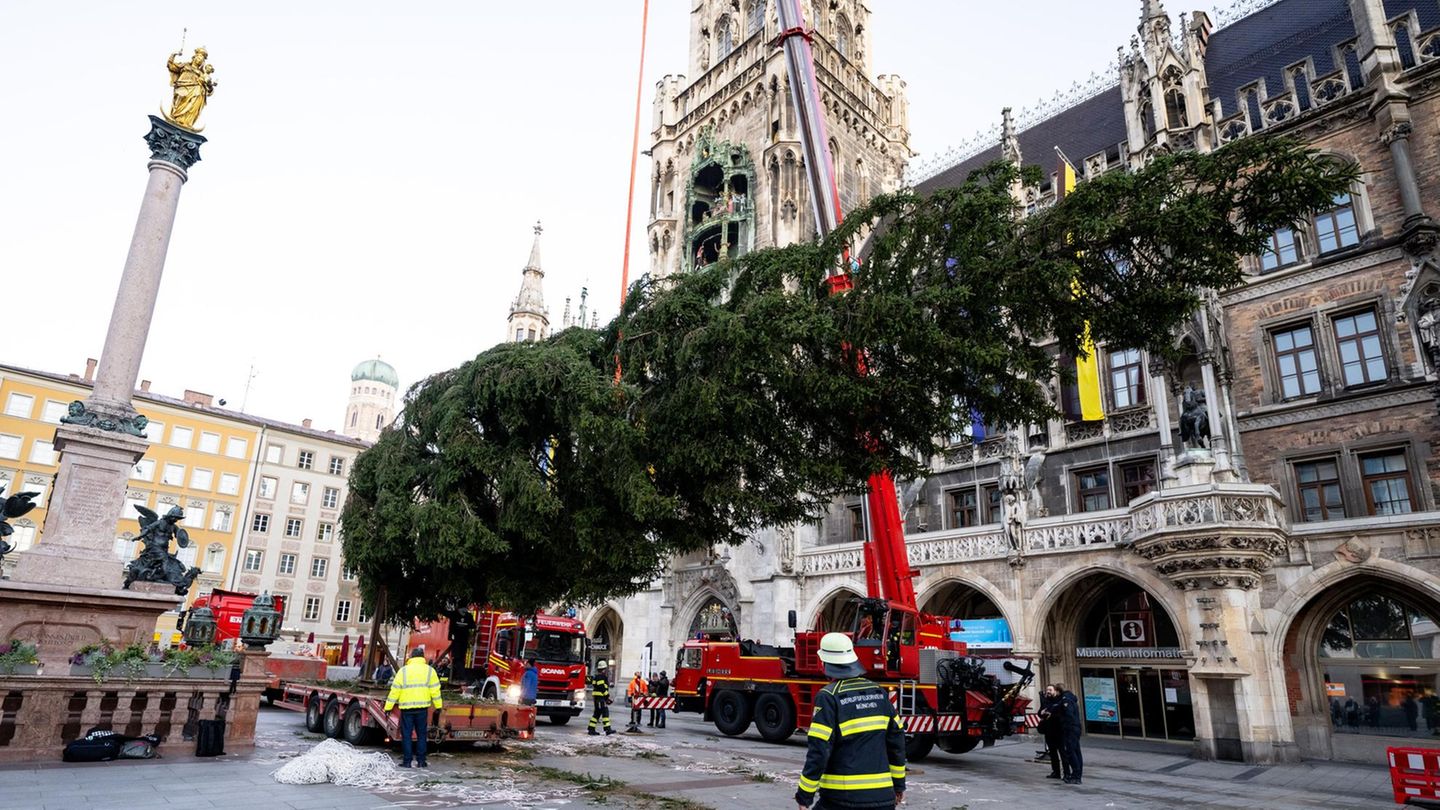 München, Deutschland. In den frühen Morgenstunden rollt ein Schwertransport auf dem Marienplatz an – beladen mit einer rund 3,5 Tonnen schweren Fichte aus dem österreichischen Ellmau. Vorsichtig stellt die Berufsfeuerwehr den noch ungeschmückten, 25 Meter hohen Baum auf. Leuchten wird er erst ab dem 24. November, wenn der diesjährige Christkindlmarkt in der bayerischen Hauptstadt beginnt